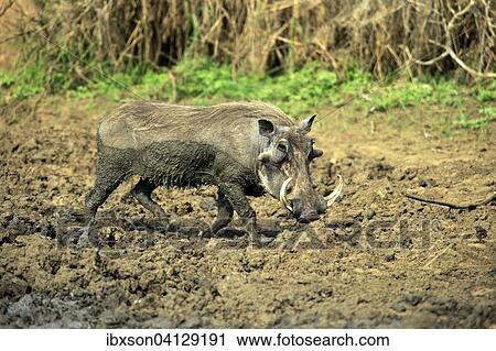 Warthog (Phacochoerus aethiopicus), adult, after a mud bath, Kruger National Park, South Africa, Africa View Large Photo Image Stock Image - Warthog (Phacochoerus aethiopicus), adult, after a mud bath, Kruger National Park, South Africa, Africa. Fotosearch