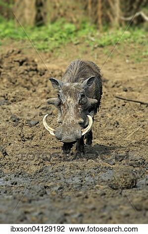 Warthog (Phacochoerus aethiopicus), adult, after a mud bath, Kruger National Park, South Africa, Africa View Large Photo Image Stock Image - Warthog (Phacochoerus aethiopicus), adult, after a mud bath, Kruger National Park, South Africa, Africa. Fotosearch