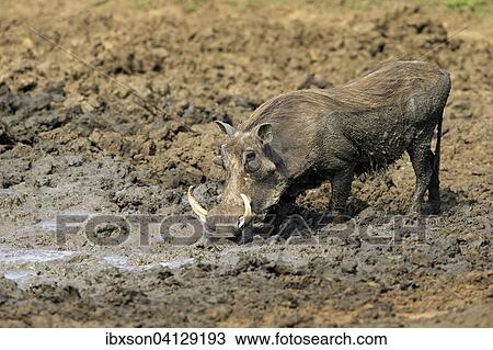 Warthog (Phacochoerus aethiopicus), adult, having a mud bath, Kruger National Park, South Africa, Africa View Large Photo Image Stock Image - Warthog (Phacochoerus aethiopicus), adult, having a mud bath, Kruger National Park, South Africa, Africa. Fotosearch
