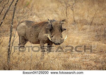 Warthog (Phacochoerus aethiopicus), adult, Kruger National Park, South Africa, Africa View Large Photo Image Stock Image - Warthog (Phacochoerus aethiopicus), adult, Kruger National Park, South Africa, Africa. Fotosearch