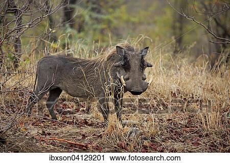 Warthog (Phacochoerus aethiopicus), adult, Kruger National Park, South Africa, Africa View Large Photo Image Stock Image - Warthog (Phacochoerus aethiopicus), adult, Kruger National Park, South Africa, Africa. Fotosearch