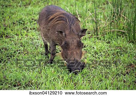 Warthog (Phacochoerus aethiopicus), adult, feeding, iSimangaliso Wetland Park, Kwazulu Natal, South Africa, Africa View Large Photo Image Stock Image - Warthog (Phacochoerus aethiopicus), adult, feeding, iSimangaliso Wetland Park, Kwazulu Natal, South Africa, Africa. Fotosearch