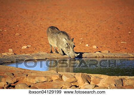 Warthog (Phacochoerus aethiopicus), adult, at the waterhole, drinking, Tswalu Game Reserve, Kalahari Desert, North Cape, South Africa, Africa View Large Photo Image Stock Photo - Warthog (Phacochoerus aethiopicus), adult, at the waterhole, drinking, Tswalu Game Reserve, Kalahari Desert, North Cape, South Africa, Africa. Fotosearch
