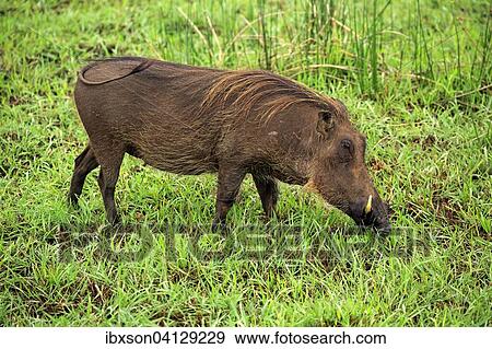 Warthog (Phacochoerus aethiopicus), adult, feeding, iSimangaliso Wetland Park, Kwazulu Natal, South Africa, Africa View Large Photo Image Stock Photo - Warthog (Phacochoerus aethiopicus), adult, feeding, iSimangaliso Wetland Park, Kwazulu Natal, South Africa, Africa. Fotosearch
