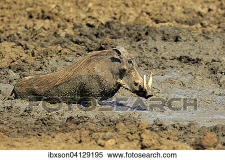 Stock Photography - Warthog (Phacochoerus aethiopicus), adult, having a mud bath, Kruger National Park, South Africa, Africa. Fotosearch