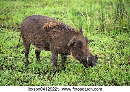 Stock Photography - Warthog (Phacochoerus aethiopicus), adult, feeding, iSimangaliso Wetland Park, Kwazulu Natal, South Africa, Africa. Fotosearch