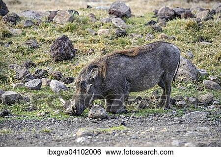 Warthog (Phacochoerus africanus), Bale Region, Oromia or Oromiya Region, Ethiopia, Africa View Large Photo Image Stock Photograph - Warthog (Phacochoerus africanus), Bale Region, Oromia or Oromiya Region, Ethiopia, Africa. Fotosearch