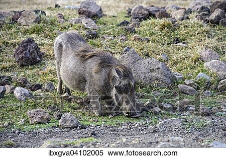 Warthog (Phacochoerus africanus), Bale Region, Oromia or Oromiya, Ethiopia, Africa View Large Photo Image Stock Photography - Warthog (Phacochoerus africanus), Bale Region, Oromia or Oromiya, Ethiopia, Africa. Fotosearch