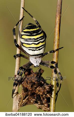 Wasp Spider (Argiope bruennichi), female sitting on two dry Compact Rushes (Juncus conglomeratus), North Rhine-Westphalia, Germany, Europe View Large Photo Image Stock Image - Wasp Spider (Argiope bruennichi), female sitting on two dry Compact Rushes (Juncus conglomeratus), North Rhine-Westphalia, Germany, Europe. Fotosearch