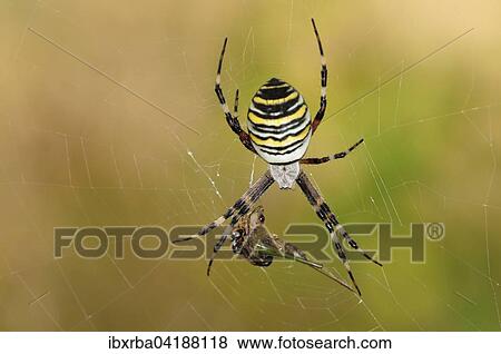 Wasp Spider (Argiope bruennichi), female sitting in spiderweb with prey, North Rhine-Westphalia, Germany, Europe View Large Photo Image Stock Photo - Wasp Spider (Argiope bruennichi), female sitting in spiderweb with prey, North Rhine-Westphalia, Germany, Europe. Fotosearch