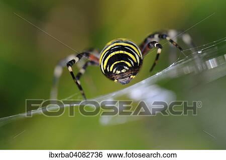 Wasp spider (Argiope bruennichi), crawling on its web, North Rhine-Westphalia, Germany, Europe View Large Photo Image Stock Photograph - Wasp spider (Argiope bruennichi), crawling on its web, North Rhine-Westphalia, Germany, Europe. Fotosearch