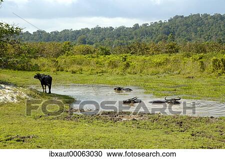 Stock Image - Water buffalo take a bath Ream National Park near Sihanoukville Kompong Som Cambodia. Fotosearch
