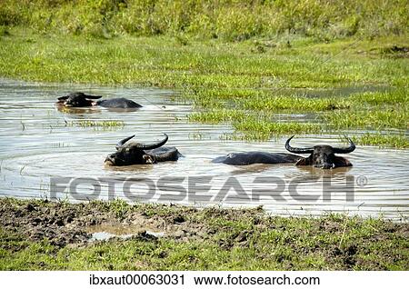 Water buffalo take a bath Ream National Park near Sihanoukville Kompong Som Cambodia View Large Photo Image Stock Image - Water buffalo take a bath Ream National Park near Sihanoukville Kompong Som Cambodia. Fotosearch