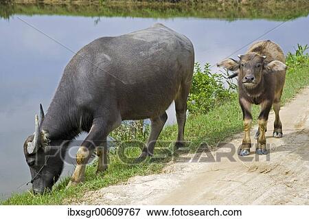 Water buffalos (Bubalus bubalis), Vietnam, Asia View Large Photo Image Stock Photo - Water buffalos (Bubalus bubalis), Vietnam, Asia. Fotosearch