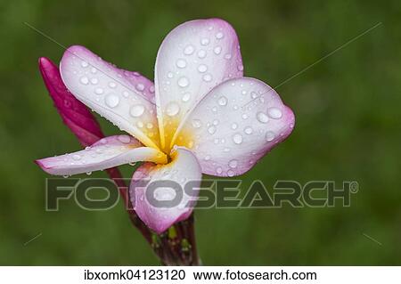 Water drops on flowers, Frangipani (Plumeria), Kerala, India, Asia View Large Photo Image Stock Image - Water drops on flowers, Frangipani (Plumeria), Kerala, India, Asia. Fotosearch