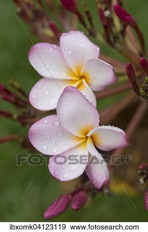 Water drops on flowers, Frangipani (Plumeria), Kerala, India, Asia View Large Photo Image Stock Photo - Water drops on flowers, Frangipani (Plumeria), Kerala, India, Asia. Fotosearch