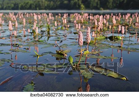 Stock Image - Water knotweed (Persicaria amphibia) in a lake, flowering, North Rhine-Wesfalen, Germany, Europe. Fotosearch