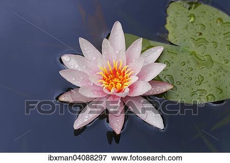 Stock Photo - Water Lily (Nymphacea), pink flower, Bavaria, Germany, Europe. Fotosearch