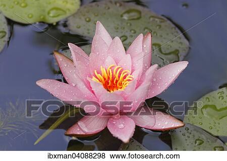 Stock Photo - Water Lily (Nymphacea), pink flower, Bavaria, Germany, Europe. Fotosearch