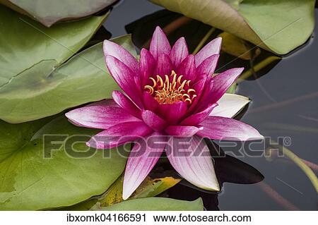 Water lily (Nymphaea sp. ), Baden-Wurttemberg, Germany, Europe View Large Photo Image Stock Image - Water lily (Nymphaea sp. ), Baden-Wurttemberg, Germany, Europe. Fotosearch