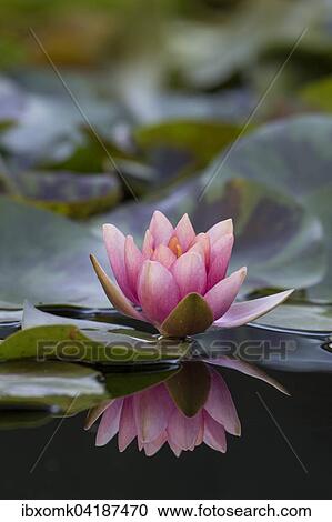 Water lily (Nymphaea sp. ), Baden-Wuerttemberg, Germany, Europe View Large Photo Image Stock Image - Water lily (Nymphaea sp. ), Baden-Wuerttemberg, Germany, Europe. Fotosearch