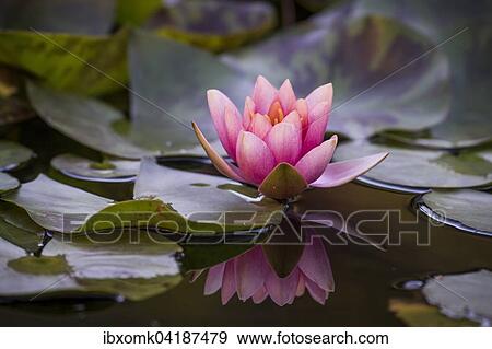 Water lily (Nymphaea sp. ), Baden-Wuerttemberg, Germany, Europe View Large Photo Image Stock Photo - Water lily (Nymphaea sp. ), Baden-Wuerttemberg, Germany, Europe. Fotosearch