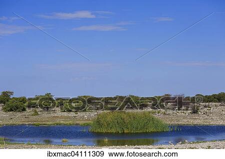 Waterhole, Etosha National Park, Namibia, Africa View Large Photo Image Stock Photo - Waterhole, Etosha National Park, Namibia, Africa. Fotosearch
