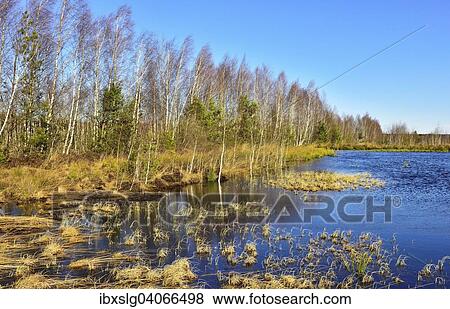 Waterlogged peat cutting area with a Birch grove (Betula pubescens), peat bog, Grundbeckenmoor near in Raubling, Bavaria, Germany, Europe View Large Photo Image Stock Photo - Waterlogged peat cutting area with a Birch grove (Betula pubescens), peat bog, Grundbeckenmoor near in Raubling, Bavaria, Germany, Europe. Fotosearch