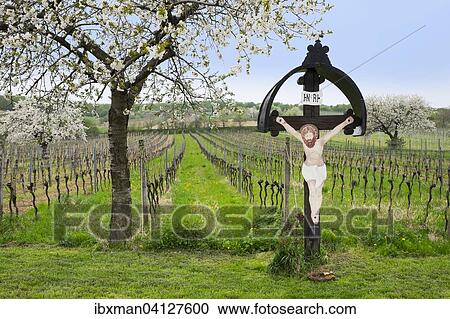 Wayside shrine, flowering cherry trees and vineyards, Breitenbrunn, northern Burgenland, Burgenland, Austria, Europe View Large Photo Image Stock Image - Wayside shrine, flowering cherry trees and vineyards, Breitenbrunn, northern Burgenland, Burgenland, Austria, Europe. Fotosearch