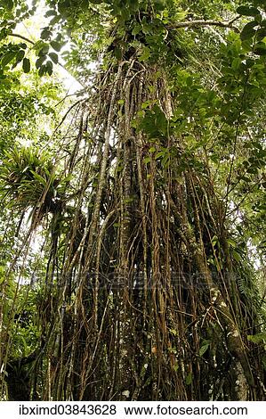 Stock Photo - Weeping Fig (Ficus) with aerial roots in the Cocos Island National Park, Cocos Island, Costa Rica, North America. Fotosearch