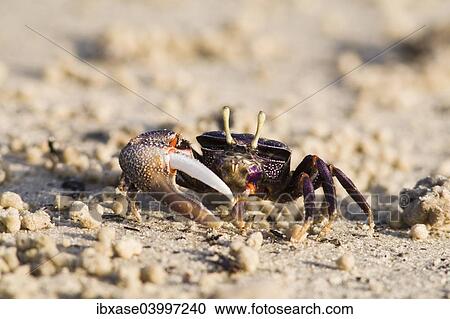 West African Fiddler Crab (Uca tangeri), adult male filtering sand, Sine-Saloum Delta, Senegal, Africa View Large Photo Image Stock Image - West African Fiddler Crab (Uca tangeri), adult male filtering sand, Sine-Saloum Delta, Senegal, Africa. Fotosearch