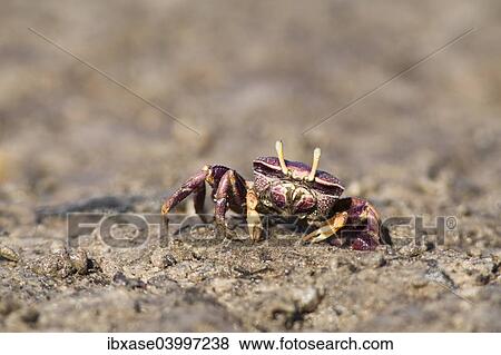 West African Fiddler Crab (Uca tangeri), adult female filtering sand, Sine-Saloum Delta, Senegal, Africa View Large Photo Image Stock Photo - West African Fiddler Crab (Uca tangeri), adult female filtering sand, Sine-Saloum Delta, Senegal, Africa. Fotosearch