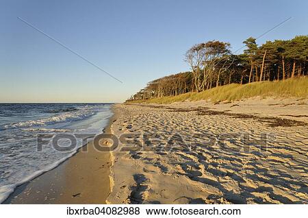 West beach, Darss, Western Pomerania Lagoon Area National Park, Mecklenburg-Western Pomerania, Germany, Europe View Large Photo Image Stock Photo - West beach, Darss, Western Pomerania Lagoon Area National Park, Mecklenburg-Western Pomerania, Germany, Europe. Fotosearch