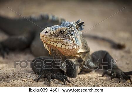 West Indian Iguana (Iguana delicatissima), Petite Terre, Guadeloupe, North America View Large Photo Image Stock Image - West Indian Iguana (Iguana delicatissima), Petite Terre, Guadeloupe, North America. Fotosearch
