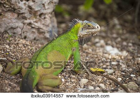 West Indian Iguana (Iguana delicatissima), Petite Terre, Guadeloupe, North America View Large Photo Image Stock Photo - West Indian Iguana (Iguana delicatissima), Petite Terre, Guadeloupe, North America. Fotosearch