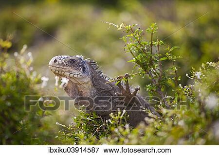 West Indian Iguana (Iguana delicatissima) Petite Terre, Guadeloupe, North America View Large Photo Image Stock Photo - West Indian Iguana (Iguana delicatissima) Petite Terre, Guadeloupe, North America. Fotosearch