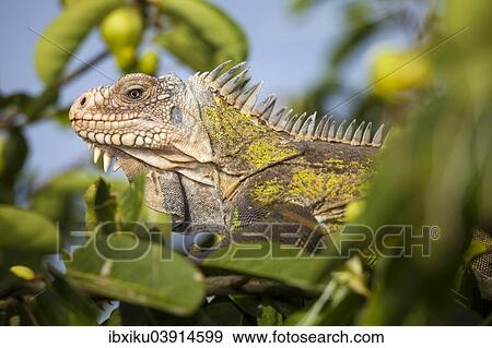 West Indian Iguana (Iguana delicatissima), Petite Terre, Guadeloupe, North America View Large Photo Image Stock Photo - West Indian Iguana (Iguana delicatissima), Petite Terre, Guadeloupe, North America. Fotosearch