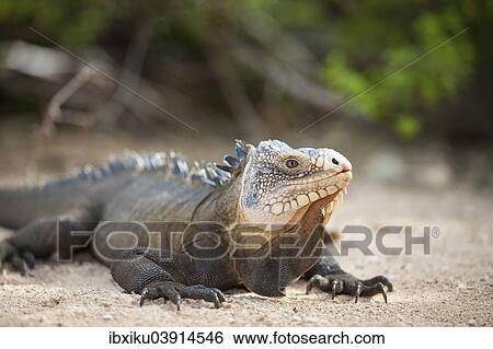 West Indian Iguana (Iguana delicatissima), Petite Terre, Guadeloupe, North America View Large Photo Image Stock Photograph - West Indian Iguana (Iguana delicatissima), Petite Terre, Guadeloupe, North America. Fotosearch
