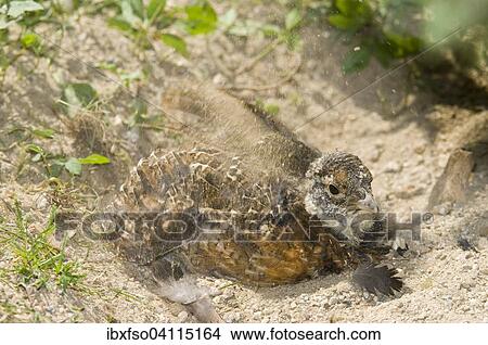 Western capercaillie (Tetrao urogallus), young bird bathing in sand, captive, Bavarian Forest National Park, Bavaria, Germany, Europe View Large Photo Image Picture - Western capercaillie (Tetrao urogallus), young bird bathing in sand, captive, Bavarian Forest National Park, Bavaria, Germany, Europe. Fotosearch