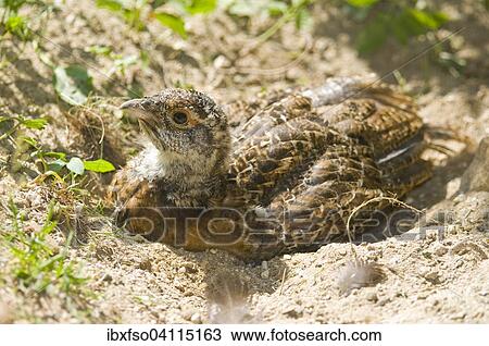 Western capercaillie (Tetrao urogallus), young bird bathing in sand, captive, Bavarian Forest National Park, Bavaria, Germany, Europe View Large Photo Image Stock Image - Western capercaillie (Tetrao urogallus), young bird bathing in sand, captive, Bavarian Forest National Park, Bavaria, Germany, Europe. Fotosearch