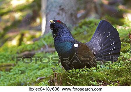 Western Capercaillie (Tetrao urogallus), cock, Tyrol, Austria, Europe View Large Photo Image Stock Photograph - Western Capercaillie (Tetrao urogallus), cock, Tyrol, Austria, Europe. Fotosearch