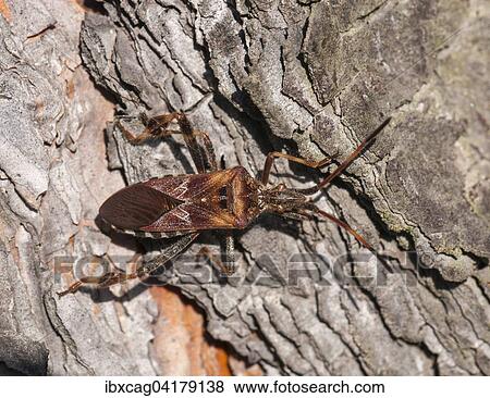 Stock Photo - Western Conifer Seed Bug (Leptoglossus occidentalis), Hesse, Germany, Europe. Fotosearch