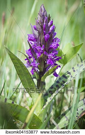 Western marsh orchid (Dactylorhiza majalis), Murnauer moss, Bavaria, Germany, Europe View Large Photo Image Stock Photo - Western marsh orchid (Dactylorhiza majalis), Murnauer moss, Bavaria, Germany, Europe. Fotosearch