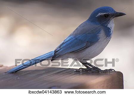 Western scrub jay (Aphelocoma californica), Sequoia National Park, California, USA View Large Photo Image Stock Image - Western scrub jay (Aphelocoma californica), Sequoia National Park, California, USA. Fotosearch