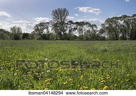 Picture - Wet meadow at the Main confluence or Main source, Kulmbach, Upper Franconia, Franconia, Bavaria, Germany, Europe. Fotosearch