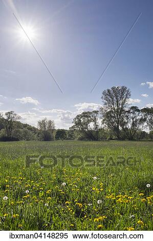 Stock Photography - Wet meadow at the Main confluence or Main source, Kulmbach, Upper Franconia, Franconia, Bavaria, Germany, Europe. Fotosearch