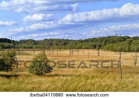 Stock Image - Wetlands of the Binnenmuritz inland lake, Muritz National Park, Mecklenburg-Western Pomerania, Germany, Europe. Fotosearch