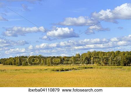 Stock Photo - Wetlands of the Binnenmuritz inland lake, Muritz National Park, Mecklenburg-Western Pomerania, Germany, Europe. Fotosearch