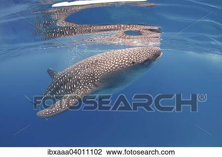 Whale Shark (Rhincodon typus), Bohol Sea, Oslob, Cebu, Philippines, Asia View Large Photo Image Stock Image - Whale Shark (Rhincodon typus), Bohol Sea, Oslob, Cebu, Philippines, Asia. Fotosearch
