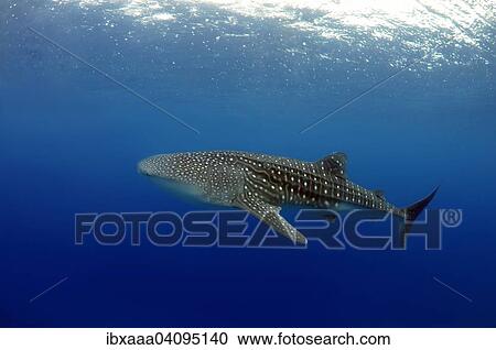 Whale Shark (Rhincodon typus), Bohol Sea, Cebu, Philippines, Asia View Large Photo Image Stock Image - Whale Shark (Rhincodon typus), Bohol Sea, Cebu, Philippines, Asia. Fotosearch